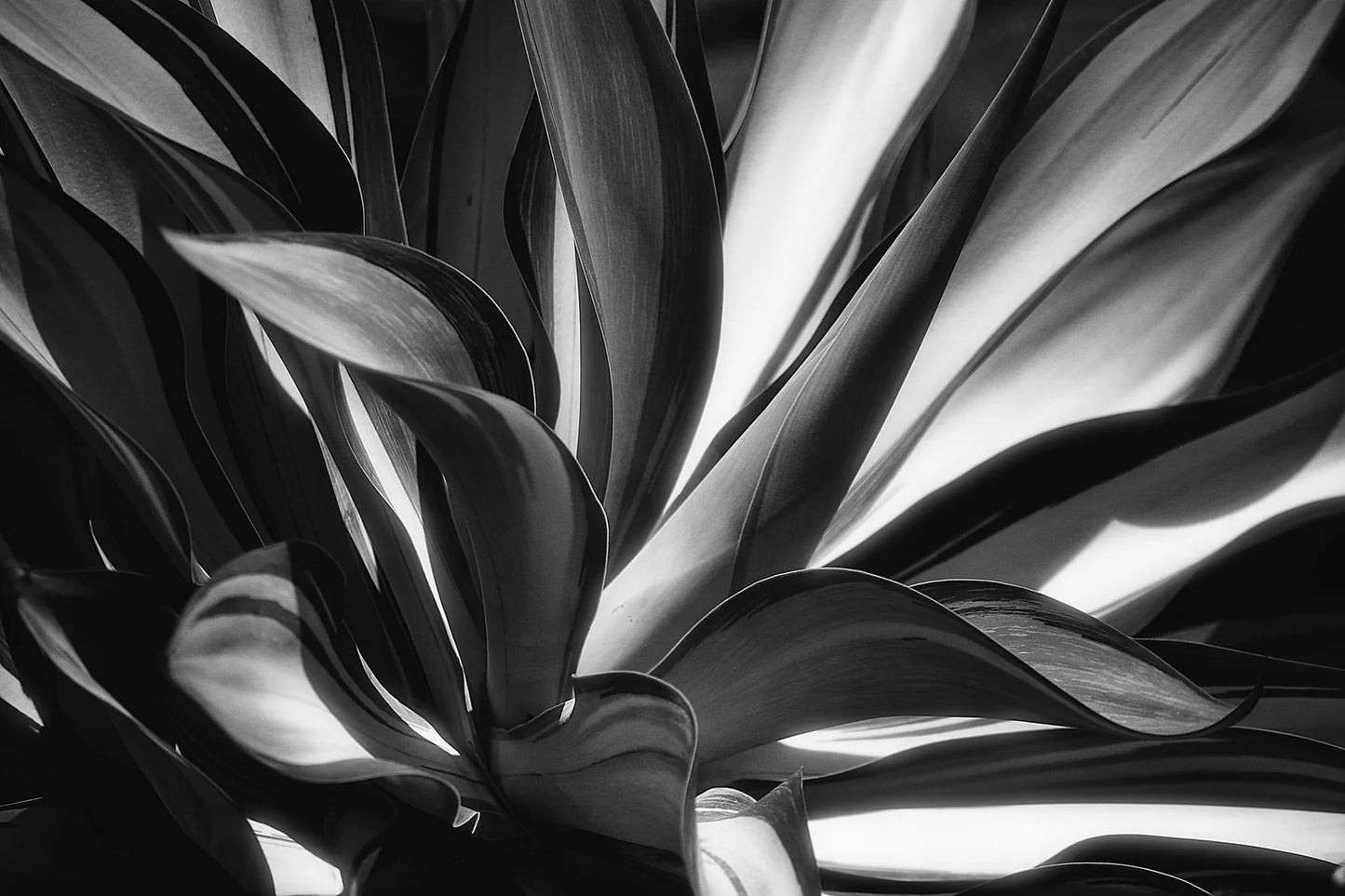 Agave