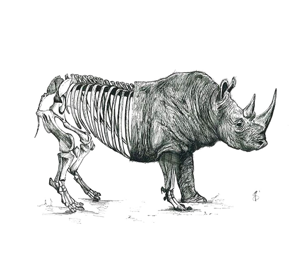 Rino, Original Artwork Prints