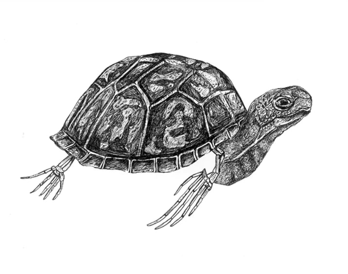 Turtle, Original Artwork Prints